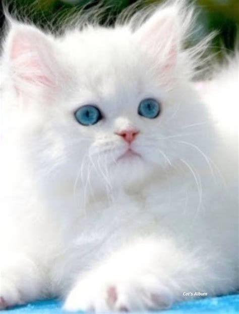 Maine coon kittens, ragdoll kittens, russian blue kittens. Russian Blue Cats For Sale Near Me - Cat and Dog Lovers
