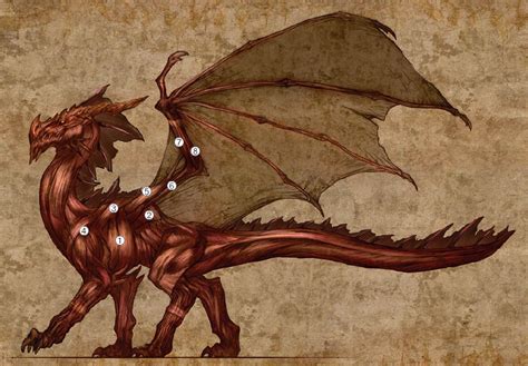 Western Dragons Dragons Fandom Powered By Wikia