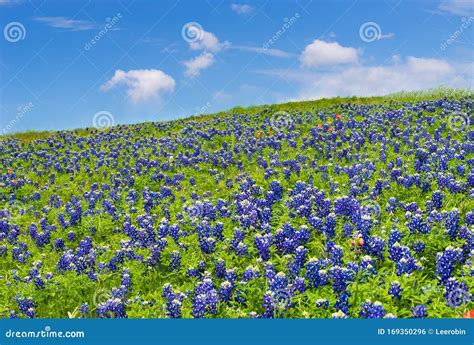 Texas Bluebonnets Blooming In Spring Meadow Stock Photo Image Of