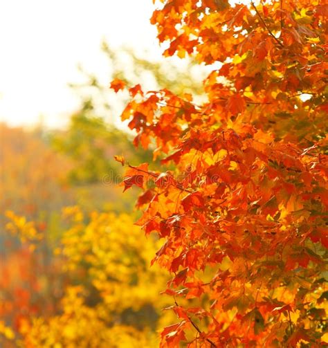 Bright Autumn Leaves In The Natural Environment Stock Image Image Of