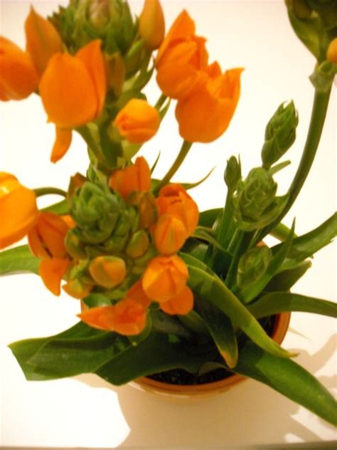 8 fiori di colore arancione commestibili. Ornitogallo coltivazione