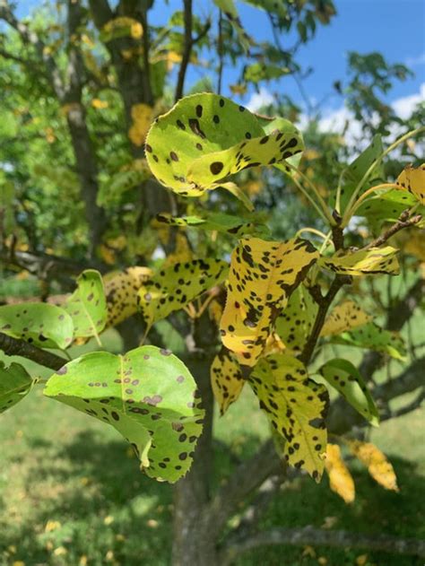 Round Brown Spots And Yellowing Leaves On Pear Trees