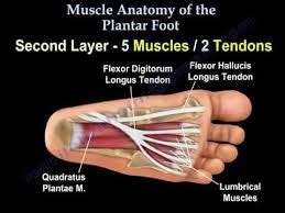 Muscles of the foot <br />intrinsic muscles originate and insert in the foot and control the movement of the toes.<br />extrinsic muscles originate from anywhere in the lower leg, their long tendons cross the ankle joint and insert onto one of the bones of the foot.<br /> 22. Tennis Ball Self Massage - Your Definitive Trigger Point ...