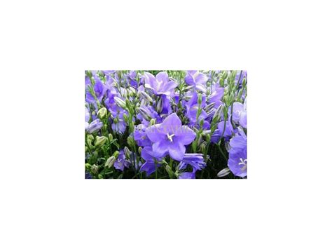 Zvonek Broskvolistý Takion Blue Campanula Persicifolia Takion Blue