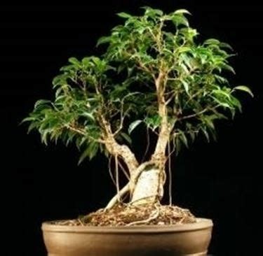 Ficus Foglie Cadute Domande E Risposte Bonsai