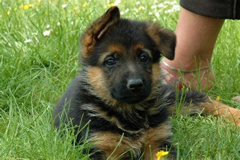 These qualities make them a wonderful family pet. Belgian Shepherd Dog (Tervuren) For Sale (8) | Petzlover