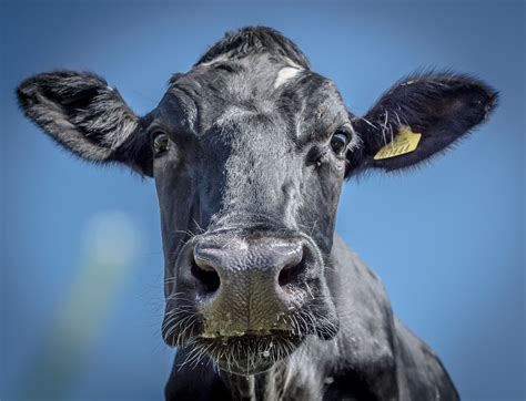 Holstein Cow Head On By Andrew Axford Photo 209388367 500px