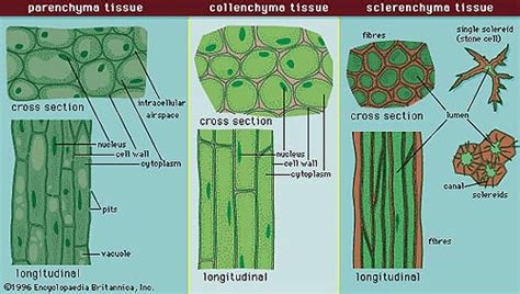 Organisation Of Cells Plant Tissues Karnataka Open Educational Resources