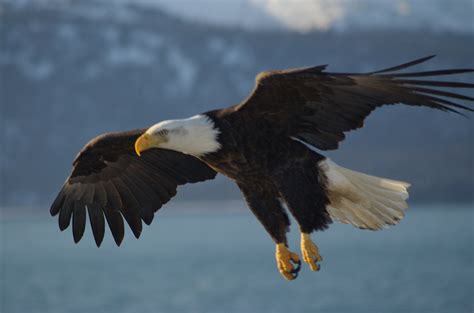 Filebald Eagle Alaska 10 Wikimedia Commons