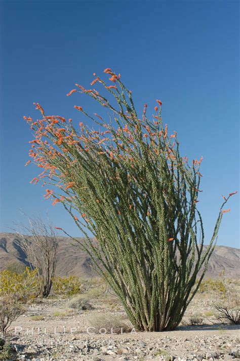 Ocotillo Ablaze With Springtime Flowers Fouquieria Splendens Joshua