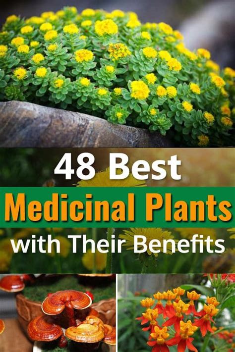 Medicinal Plants Pictures And Their Uses Medicinal Plant