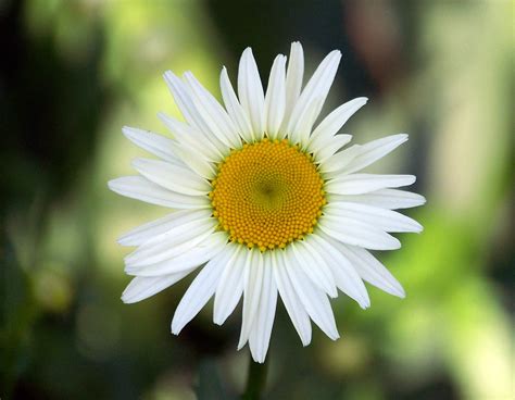 Daisy Free Stock Photo Public Domain Pictures