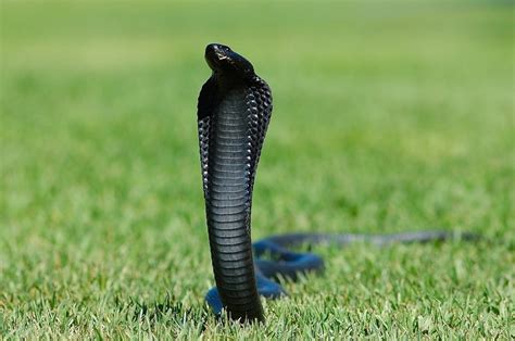 15 Intriguing Facts About Black Spitting Cobra