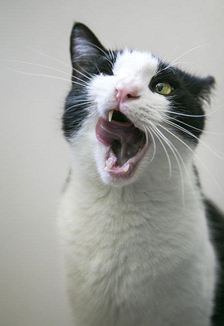 Black And White Cat Yawning Free Image By Milada