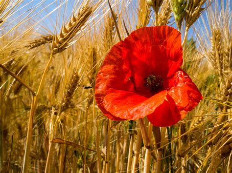Red Poppy Flower In Wheat Field During Daytime Hd