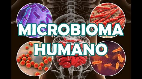 Microcosmos El Microbioma Humano La Microbiota Y La Flora Intestinal