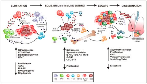 Ijms Free Full Text Influence Of Innate Immunity On Cancer Cell
