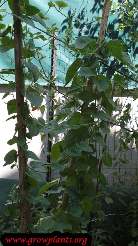 How do you grow spinach in a container? Malabar spinach - How to grow & care