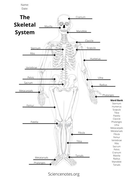 Human Anatomy Worksheets And Study Guides
