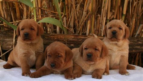 3 males and 5 females born click here for the puppy pedigree. Red Fox Labrador puppies | Labrador retriever, Labrador ...