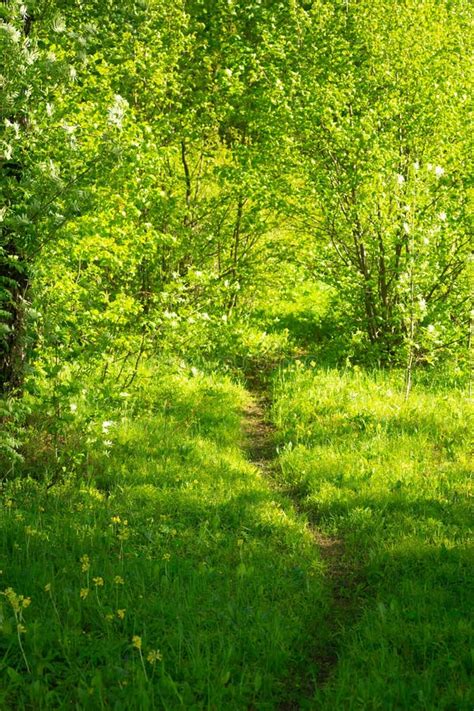Summer Sunny Green Forest Footpath In A Sunny Summer Forest Stock