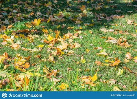 Bright Yellow Autumn Leaves On The Ground Stock Photo Image Of Autumn
