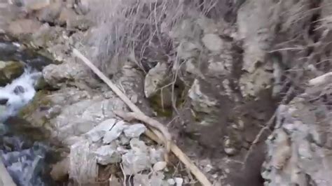 Bigfoot Sighting In Utah Payson Canyon Breakdown Youtube