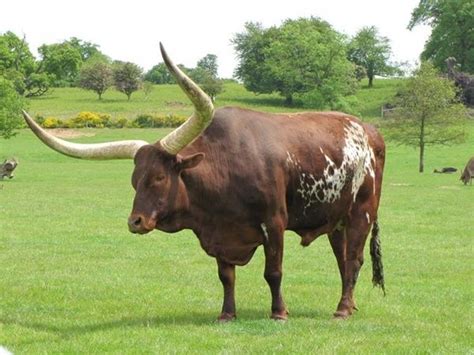 40 Pictures Of Bulls With Really Big Horns Tail And Fur Longhorn
