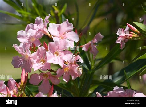 Pink Flowers Of Nerium Oleander Kauai Hi Stock Photo Alamy