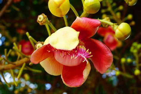 Cannonball Flower Of Cannonball Tree Or Sal Tree Stock Photo Download