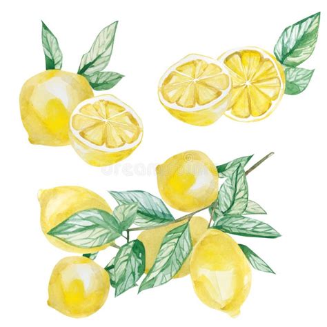 Watercolor Isolated Botanical Illustration Fruit Lemon Branch With