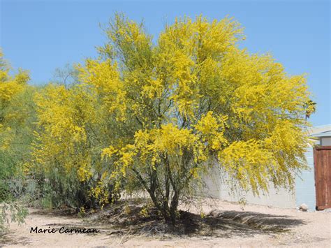 Palo Verde Trees Bloom In Tucson
