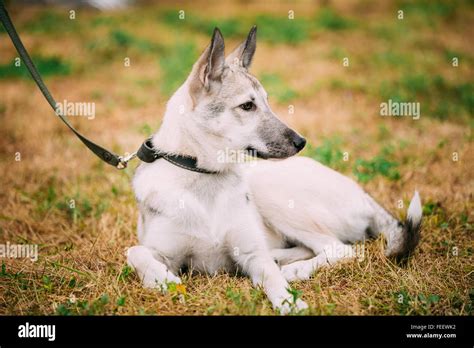 Single Beautiful Young Russian Laika Puppy Dog Sitting On Dry Grass