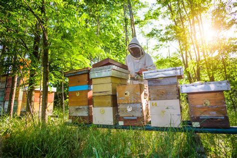 Why Is Beekeeping A Satisfying Hobby National Honey Bee
