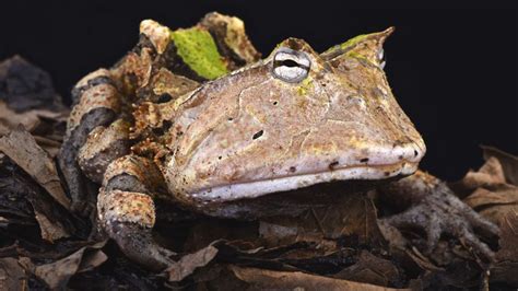 Top 16 Weirdest Frogs And Toads Frogpets