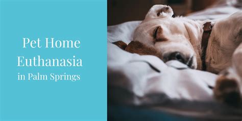 On average, dog euthanasia costs anywhere between $50 and $300 in the united states, but this is not to say that it cannot go over that price. Pet Home Euthanasia In Palm Springs - Blog