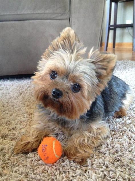 When in doubt, always show your barber a picture of what you want. Yorkie Haircuts Pictures - Coolest Yorkshire Terrier Haircuts