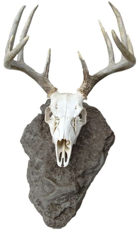 Antlerock Deer Skull Mount Animal Skeletons Skeleton Artwork Animal