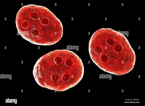Cyst Of Giardia Intestinalis Protozoan Formerly Known As G Lamblia Or