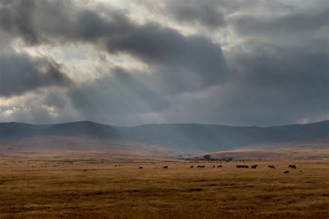 Serengeti Scenic Photograph By Joe Bonita Fine Art America