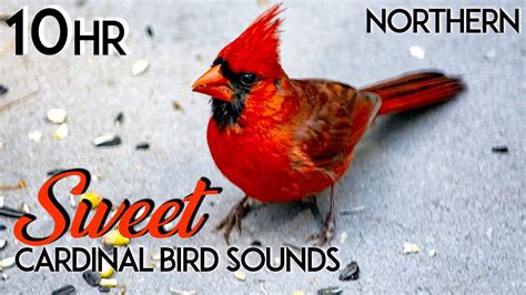 Northern Cardinal Bird Sounds Northern Cardinal Bird Song Northern