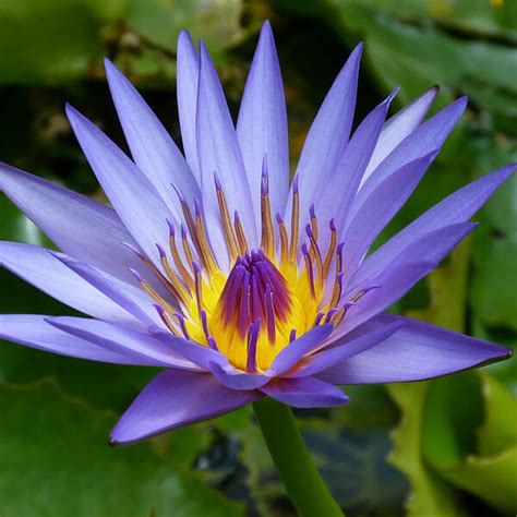 Blue Water Lily නිල් මානෙල් Be A Tree