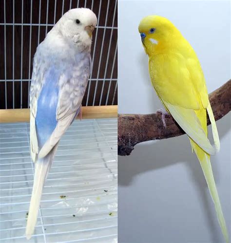 Spangle Budgies Appearance Breeding Varieties Photos