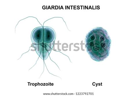 Giardia Intestinalis Trophozoite Cyst Formely Known Illustration De Stock