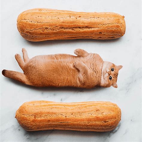 10 Hilarious Photos Of Cats Photoshopped In Food