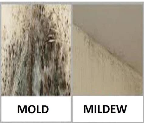 Mold Vs Mildew Servpro Of Southeast Milwaukee County