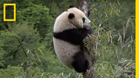 Elusive Giant Panda National Geographic Youtube