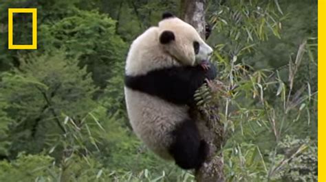 The Ultimate Collection Of 999 Stunning Panda Images In Full 4k