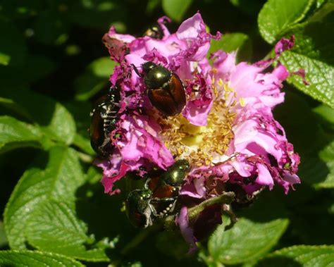 How To Fight Back Against Japanese Beetles Finegardening