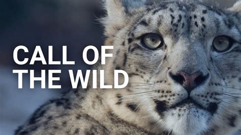 Call Of The Wild Protecting The Snow Leopards Youtube